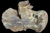Bargain, Hadrosaur Ungual (Foot Claw) - Montana #103746-1